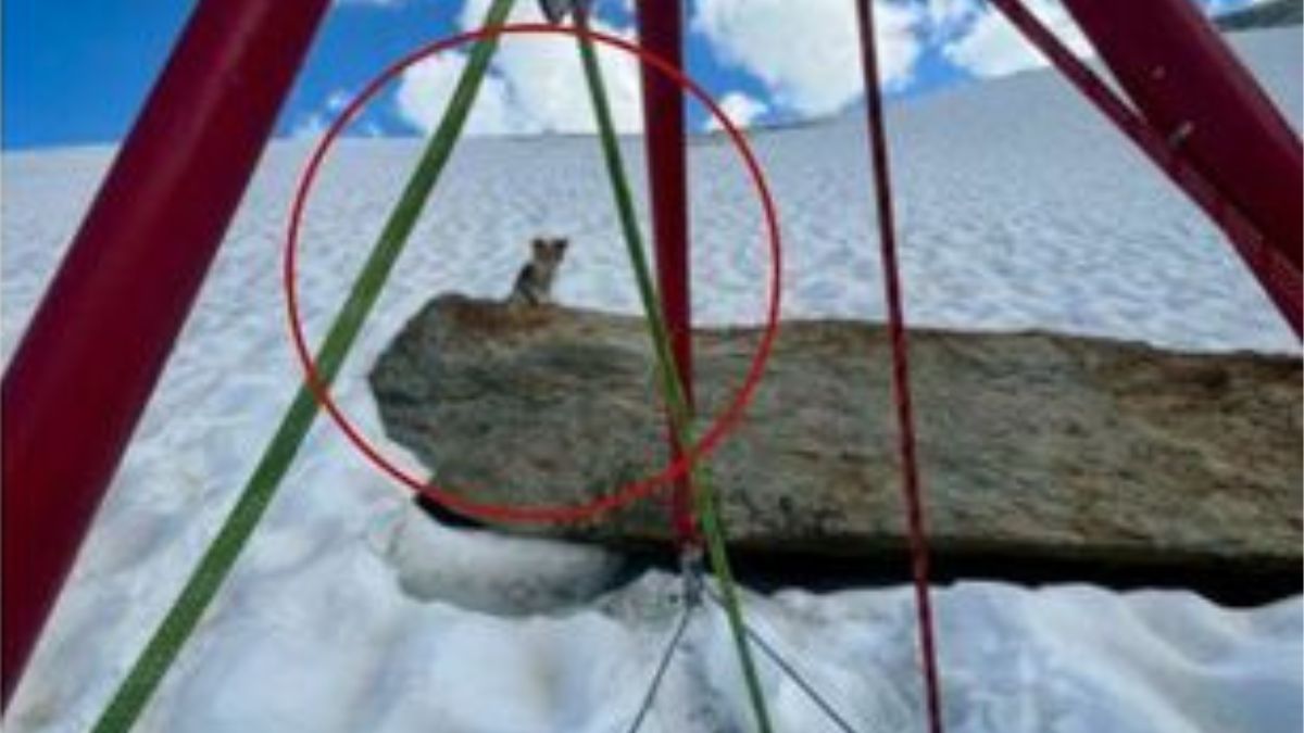 Precipita in un crepaccio in montagna, ma il suo chihuahua lo salva: “Grazie al cagnolino lo abbiamo localizzato” Precipita in un crepaccio in montagna, ma il suo chihuahua lo salva: “Grazie al cagnolino lo abbiamo localizzato”