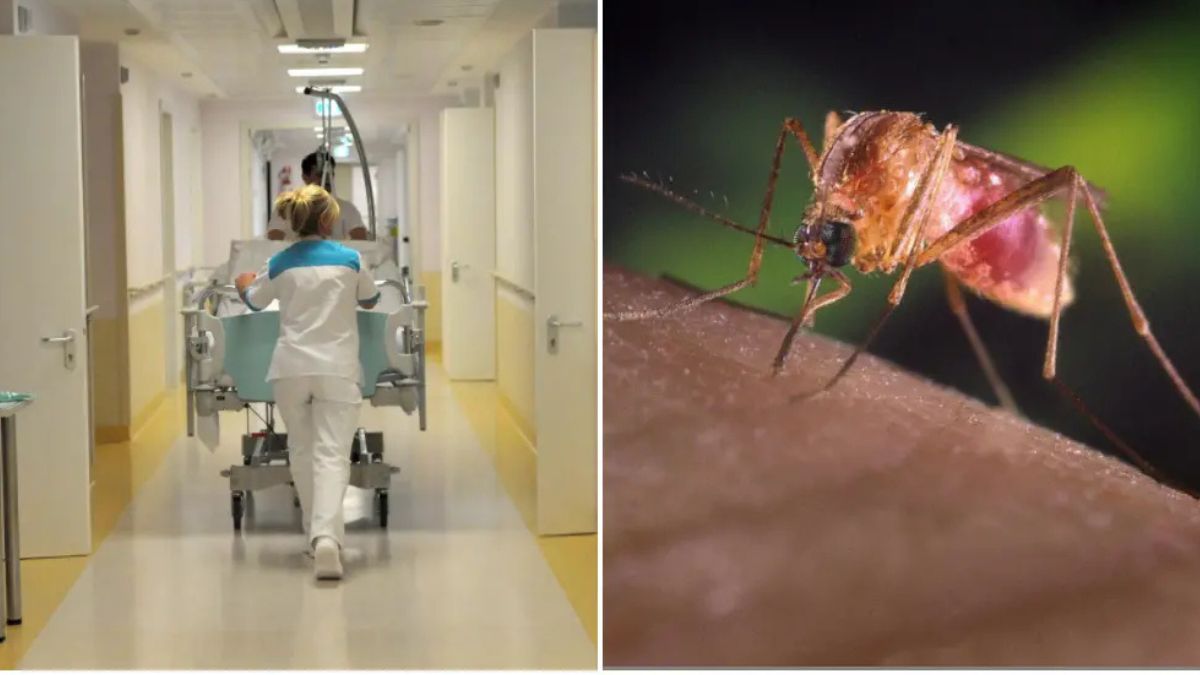 piano d8217emergenza virus west nile morti e ricoveri in italia l8217annuncio cosa succede ora