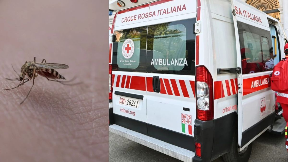West Nile, seconda vittima nel Lazio: un altro malato morto nel Casertano, accertati 16 nuovi casi West Nile, seconda vittima nel Lazio: un altro malato morto nel Casertano, accertati 16 nuovi casi