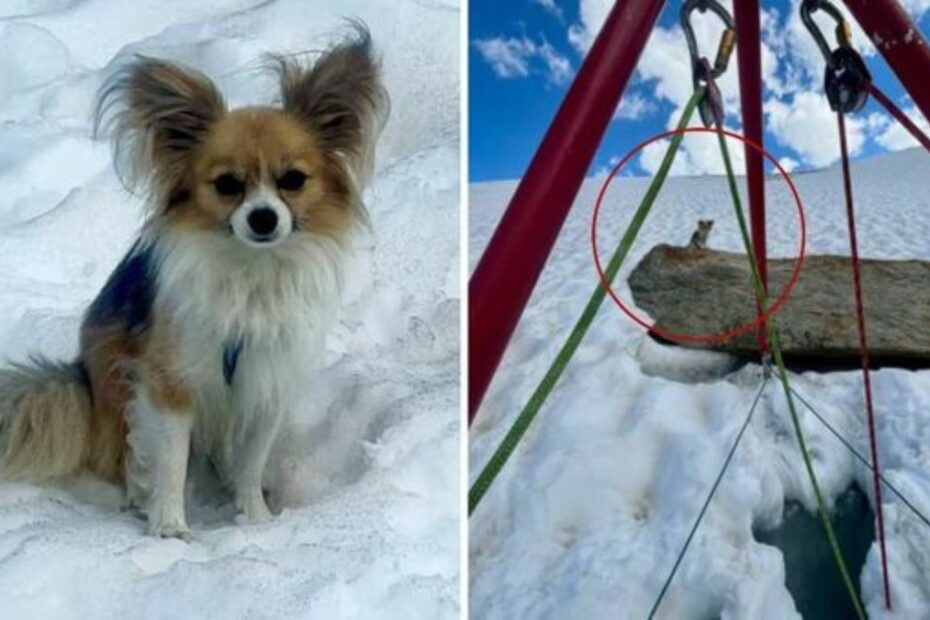 Svizzera crepaccio montagna chihuahua