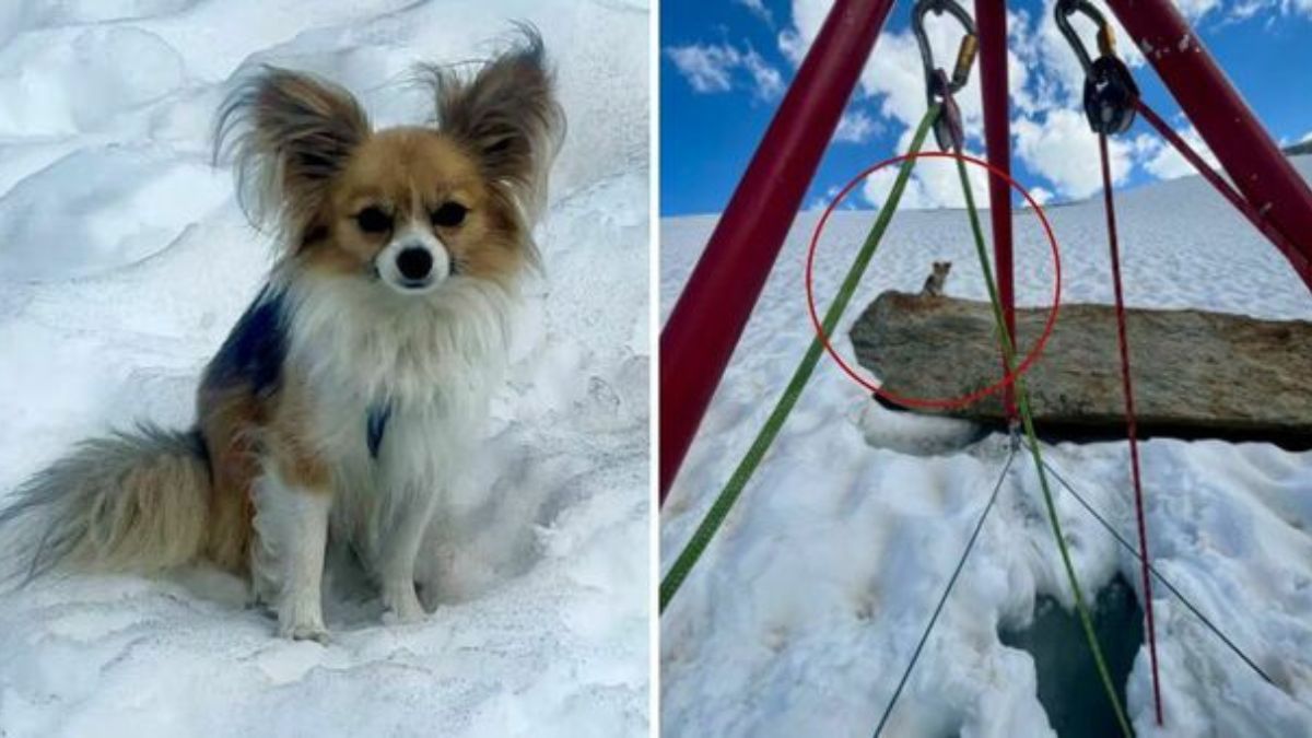 Svizzera crepaccio montagna chihuahua
