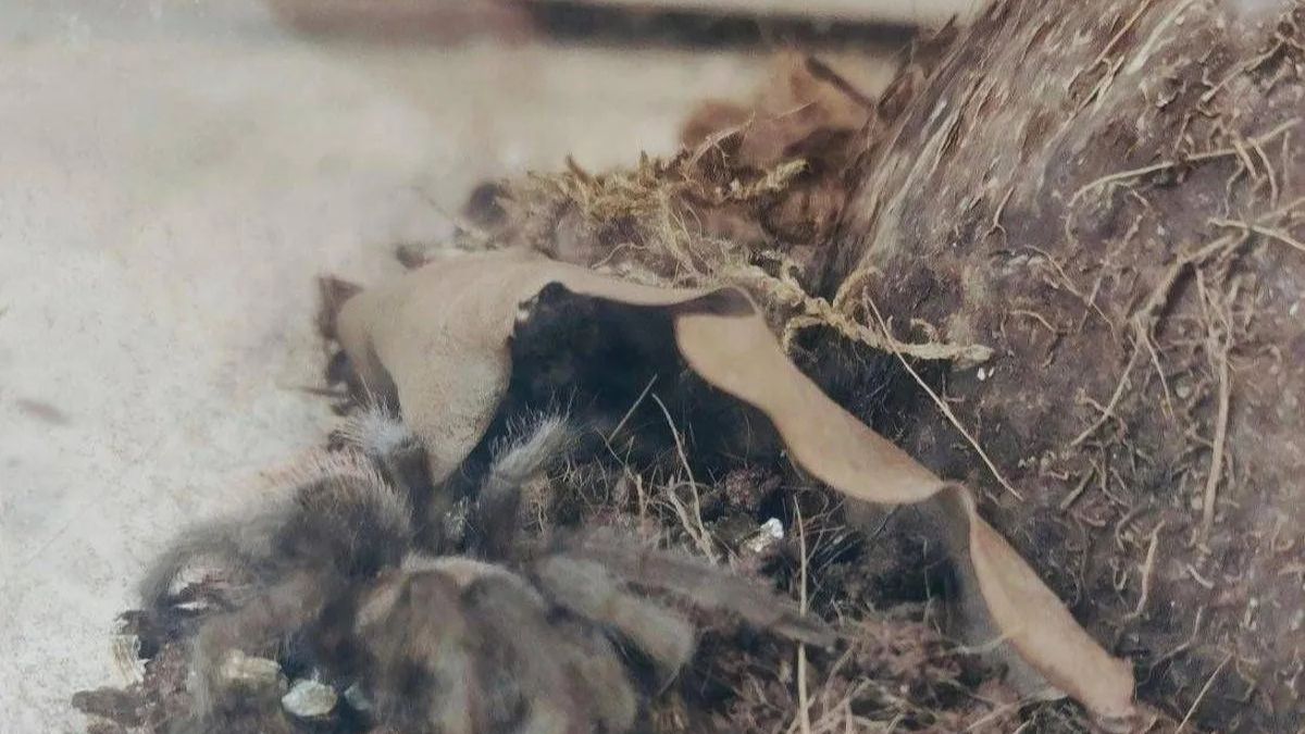 “Ma quello è un ragno gigante”. Paura in Italia, i passanti paralizzati: l’incredibile scena “Ma quello è un ragno gigante”. Paura in Italia, i passanti paralizzati: l’incredibile scena