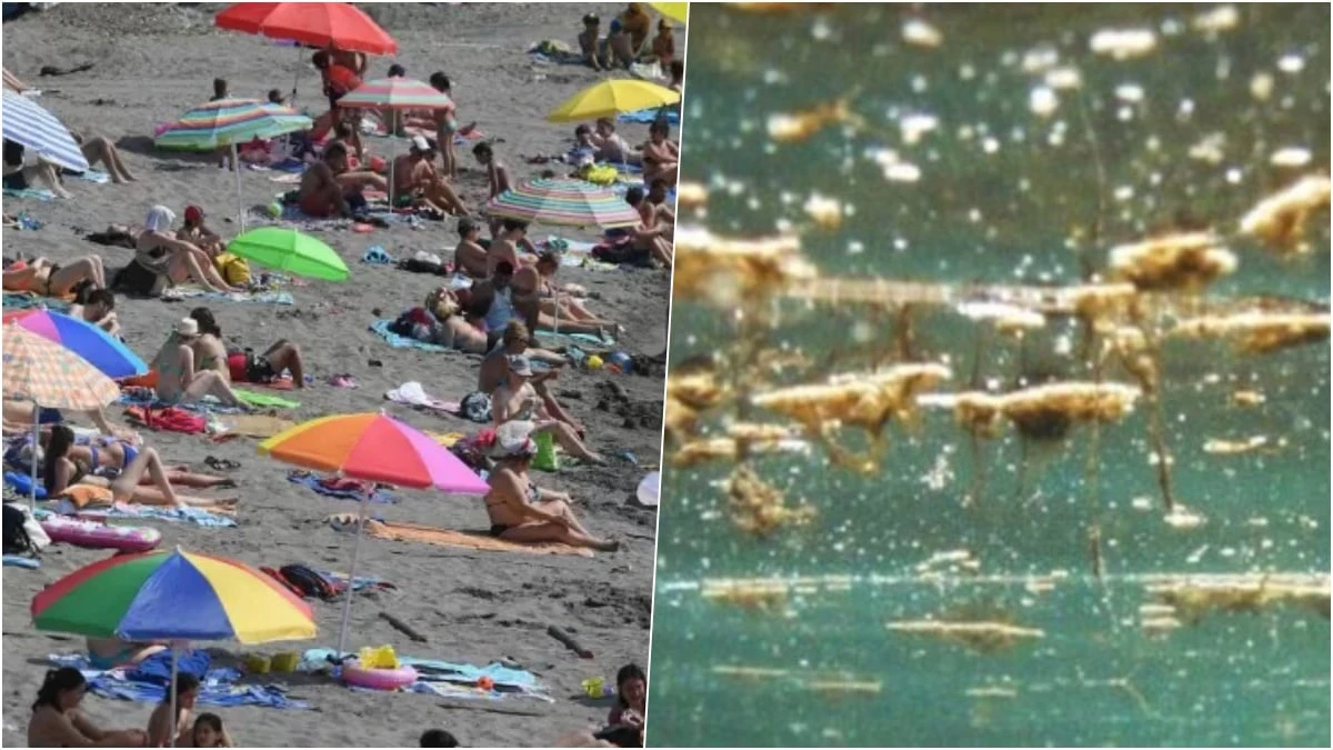 “Sono tossiche, fate attenzione”. Allarme nelle acque italiane, cosa fare se ne toccate una “Sono tossiche, fate attenzione”. Allarme nelle acque italiane, cosa fare se ne toccate una