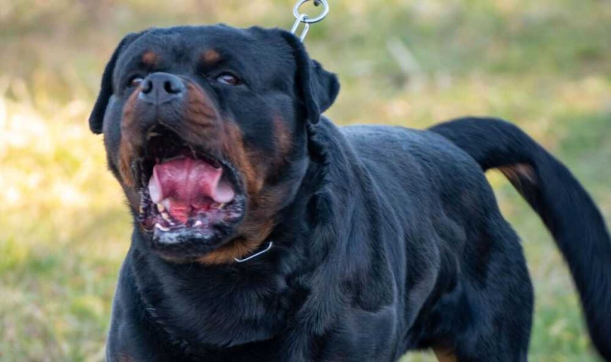 Orrore in Italia, Rottweiler azzanna in faccia una donna. Tragedia in casa