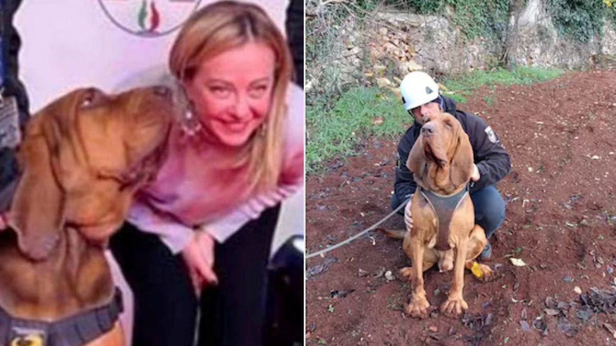 Ucciso Bruno, il cane eroe celebrato da Giorgia Meloni Ucciso Bruno, il cane eroe celebrato da Giorgia Meloni
