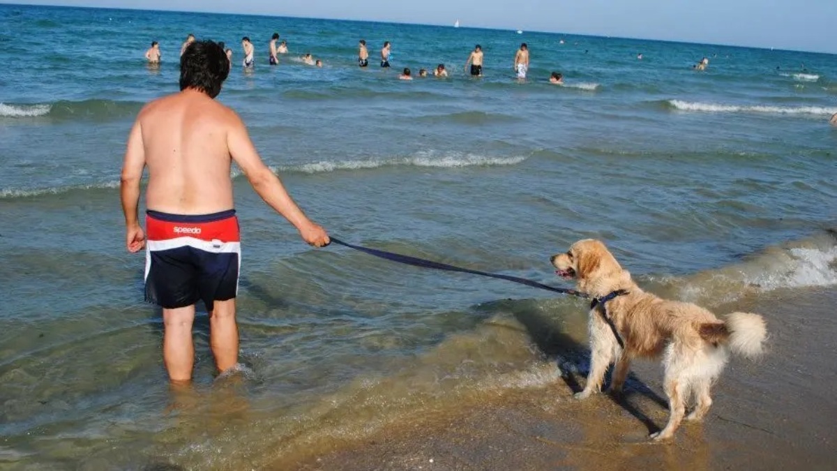 Cane in spiaggia, le regole da conoscere, gli errori da evitare e cosa rischi. La guida Cane in spiaggia, le regole da conoscere, gli errori da evitare e cosa rischi. La guida