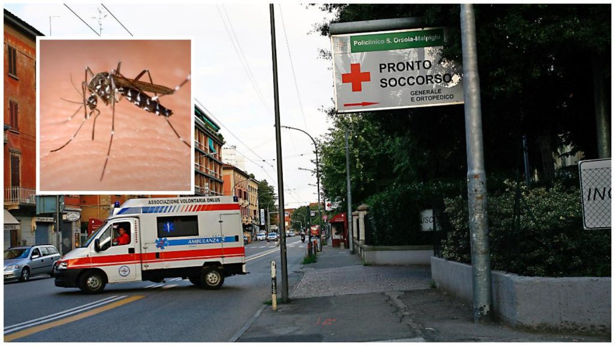Allarme Dengue in Italia, uomo isolato in casa! Cosa sta succedendo