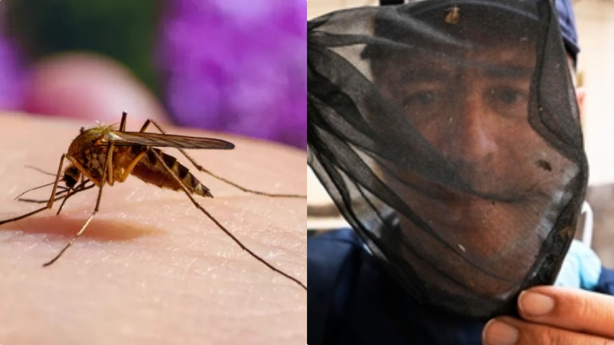 West Nile, la tragica notizia: firmata un’ordinanza urgente West Nile, la tragica notizia: firmata un’ordinanza urgente