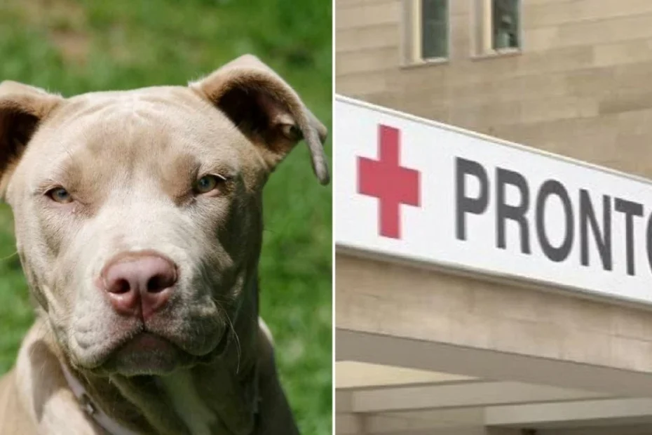 pitbull aggredisce bimbo 4 anni padroni fuggono