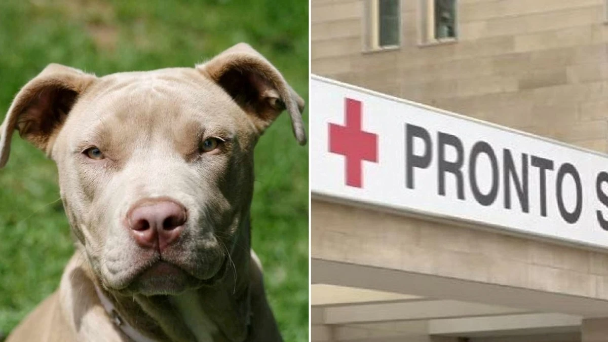 Bimbo di 4 anni aggredito da pitbull: vacanza choc, la verità sui padroni Bimbo di 4 anni aggredito da pitbull: vacanza choc, la verità sui padroni