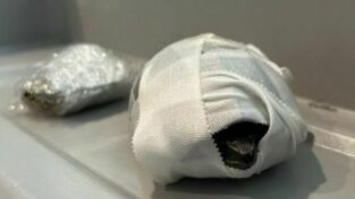 fermata ai controlli due animali nascosti nel reggiseno uno morto shock in aeroporto