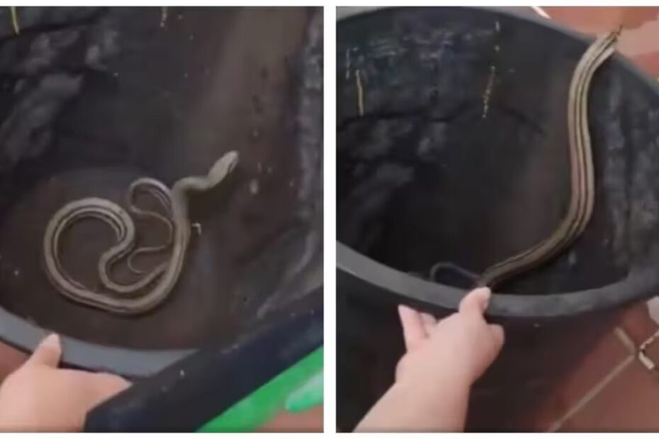 torna a casa e trova un serpente