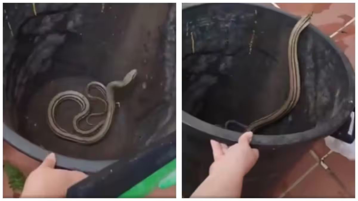 torna a casa e trova un serpente