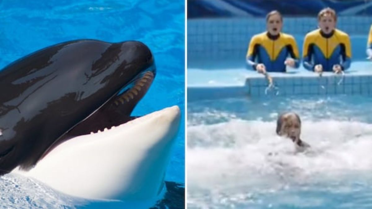 Addestratrice uccisa da un’orca nel parco acquatico, si scopre tutta la verità! Addestratrice uccisa da un’orca nel parco acquatico, si scopre tutta la verità!