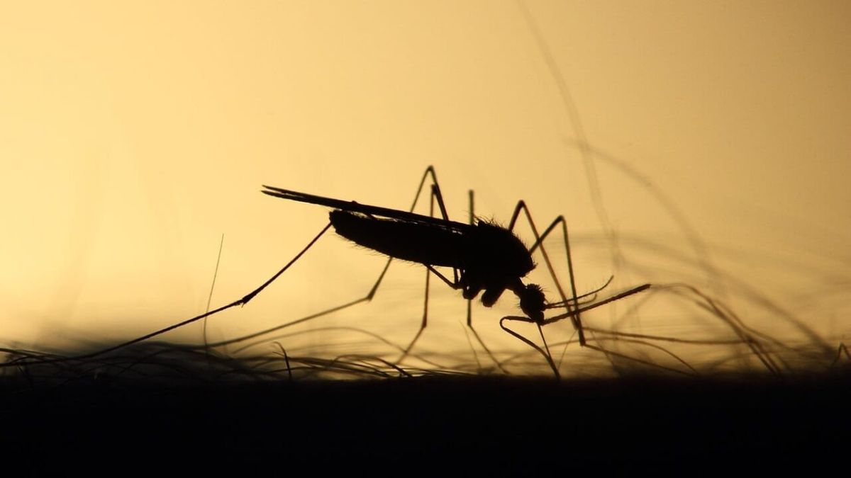West Nile, ancora un morto in Italia: era ricoverato da giorni, il drammatico annuncio West Nile, ancora un morto in Italia: era ricoverato da giorni, il drammatico annuncio