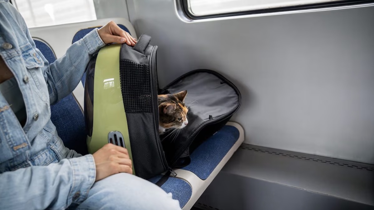 Viaggia col gatto sul treno, quello che le fanno è assurdo: “Miagolava troppo”. Follia Viaggia col gatto sul treno, quello che le fanno è assurdo: “Miagolava troppo”. Follia