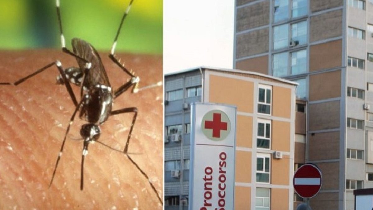Febbre del Nilo, ancora casi: “Pazienti in terapia intensiva”. Cresce la paura Febbre del Nilo, ancora casi: “Pazienti in terapia intensiva”. Cresce la paura