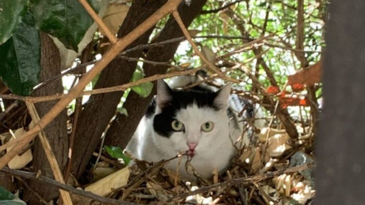Cresce la paura in Italia, gatti svaniscono nel nulla! È successo proprio lì