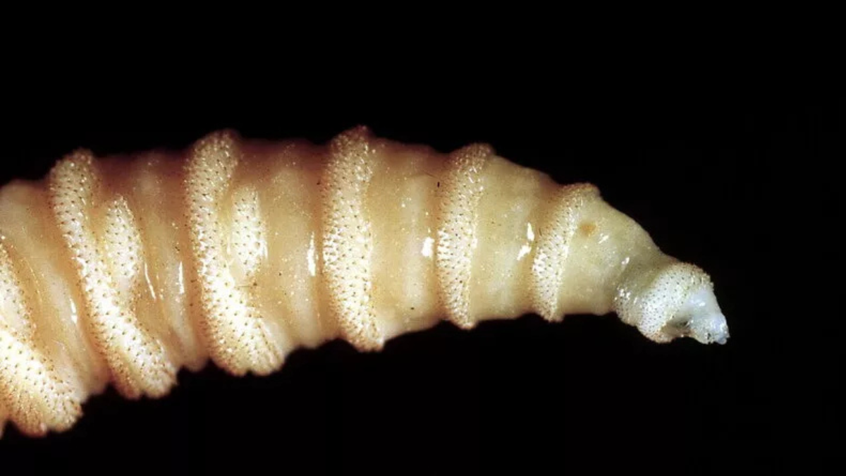 È una larva, passa per una ferita e poi ti mangia dall’interno: la scoperta medica shock È una larva, passa per una ferita e poi ti mangia dall’interno: la scoperta medica shock