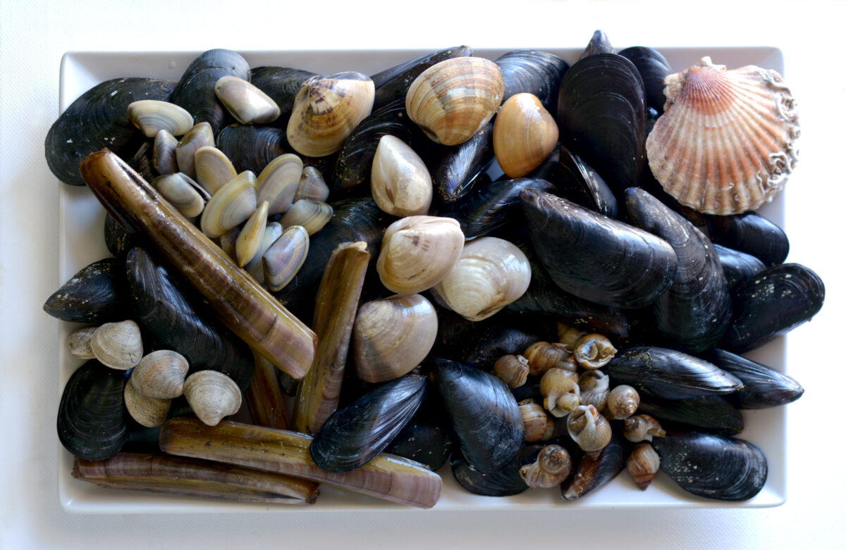 molluschi