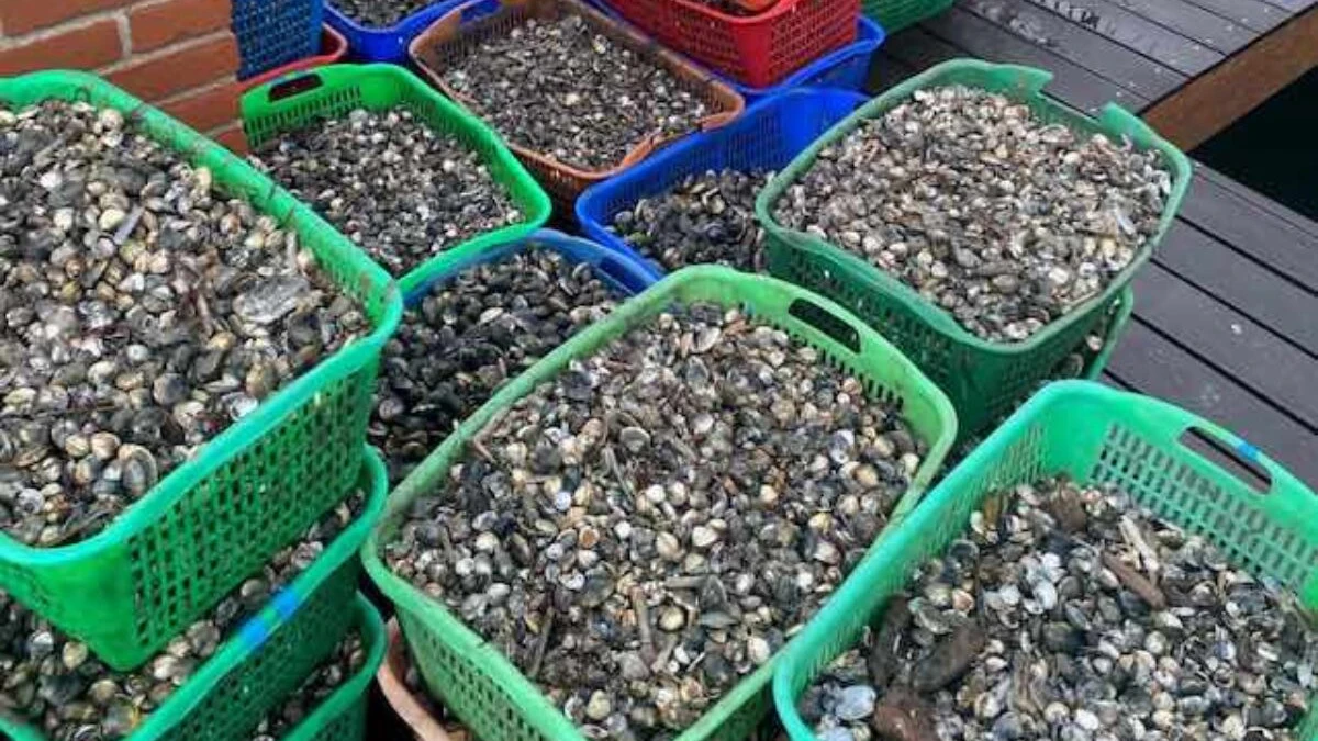 Scoperto traffico illecito di vongole: rischio per la salute in Italia