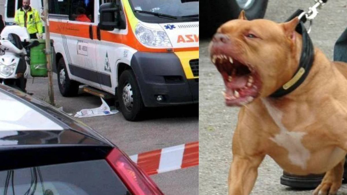 orrore in italia bimbo di 3 anni azzannato alla testa dal cane di famiglia