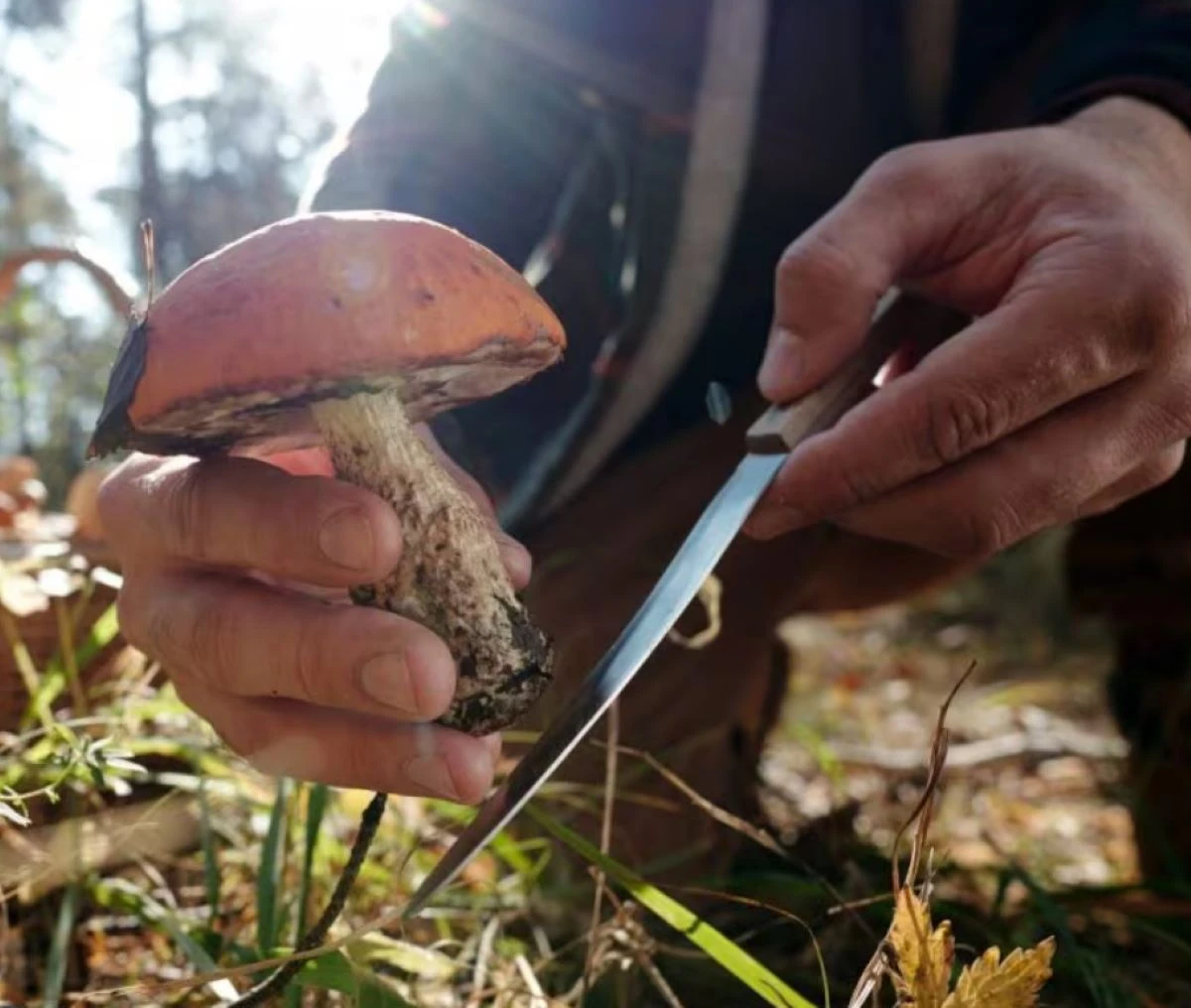 Uomo Morto Funghi