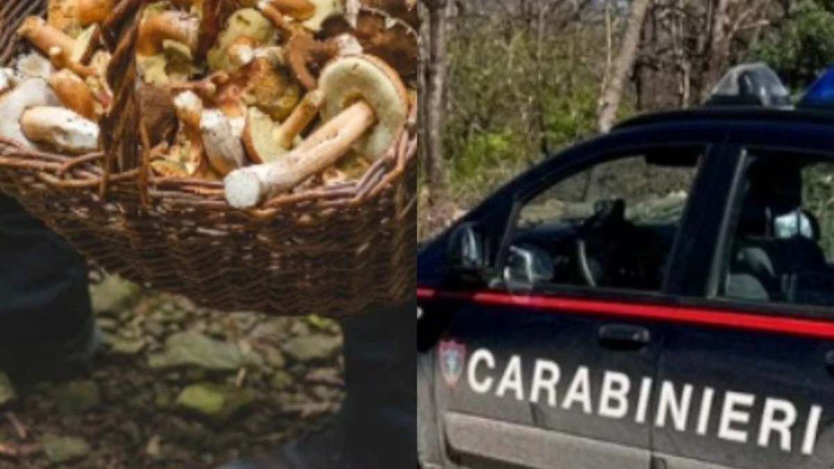 Cercatore di funghi sbranato da animali: tragedia in Italia, la comunità sotto shock Cercatore di funghi sbranato da animali: tragedia in Italia, la comunità sotto shock