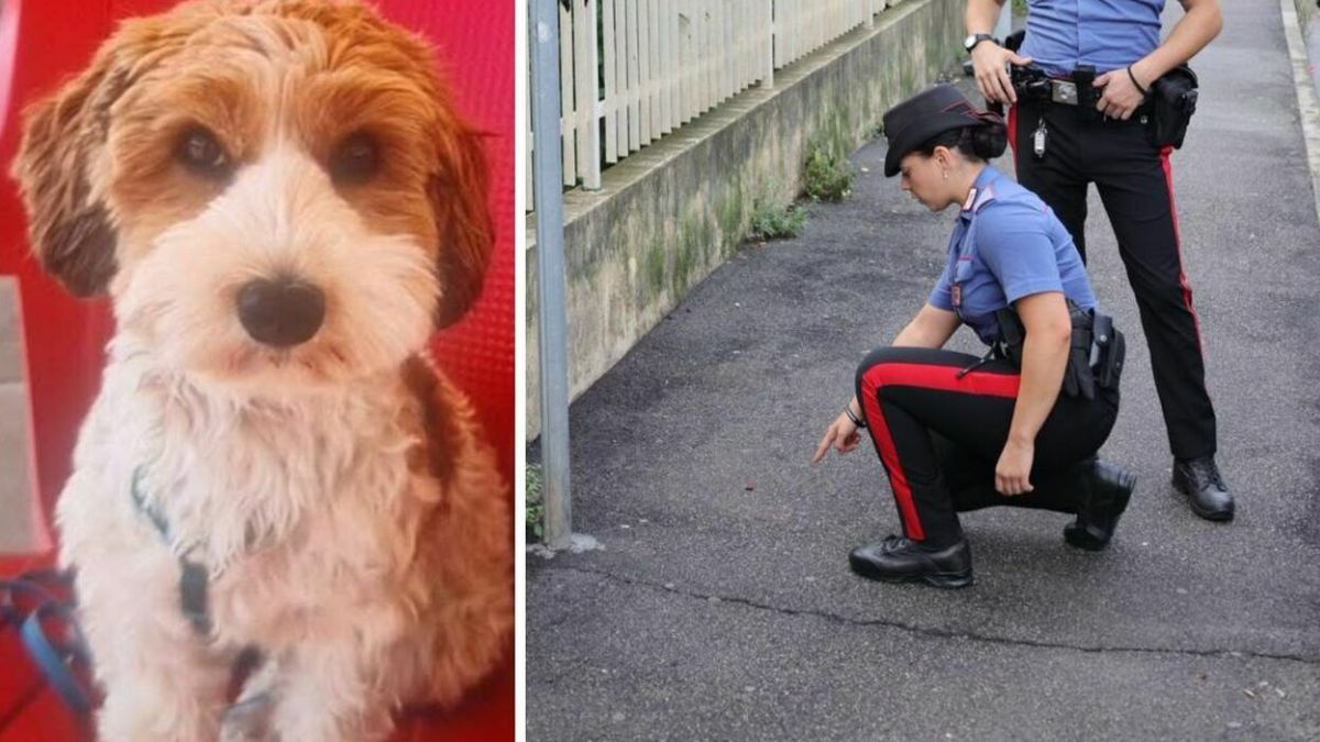 Accoltellata mentre passeggia col cane, terrore in pieno giorno: scomparso il cagnolino. Caccia all’uomo Accoltellata mentre passeggia col cane, terrore in pieno giorno: scomparso il cagnolino. Caccia all’uomo