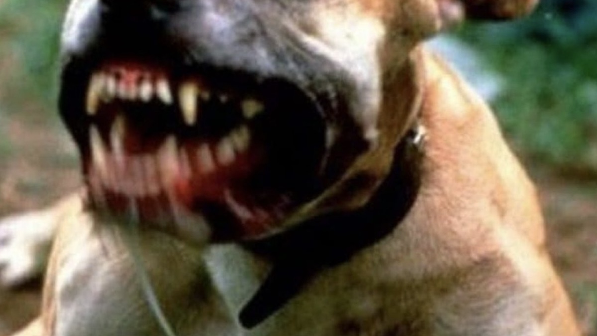 Sbranata da due pitbull, era in bici: “Non è rimasto niente”. Terrificante