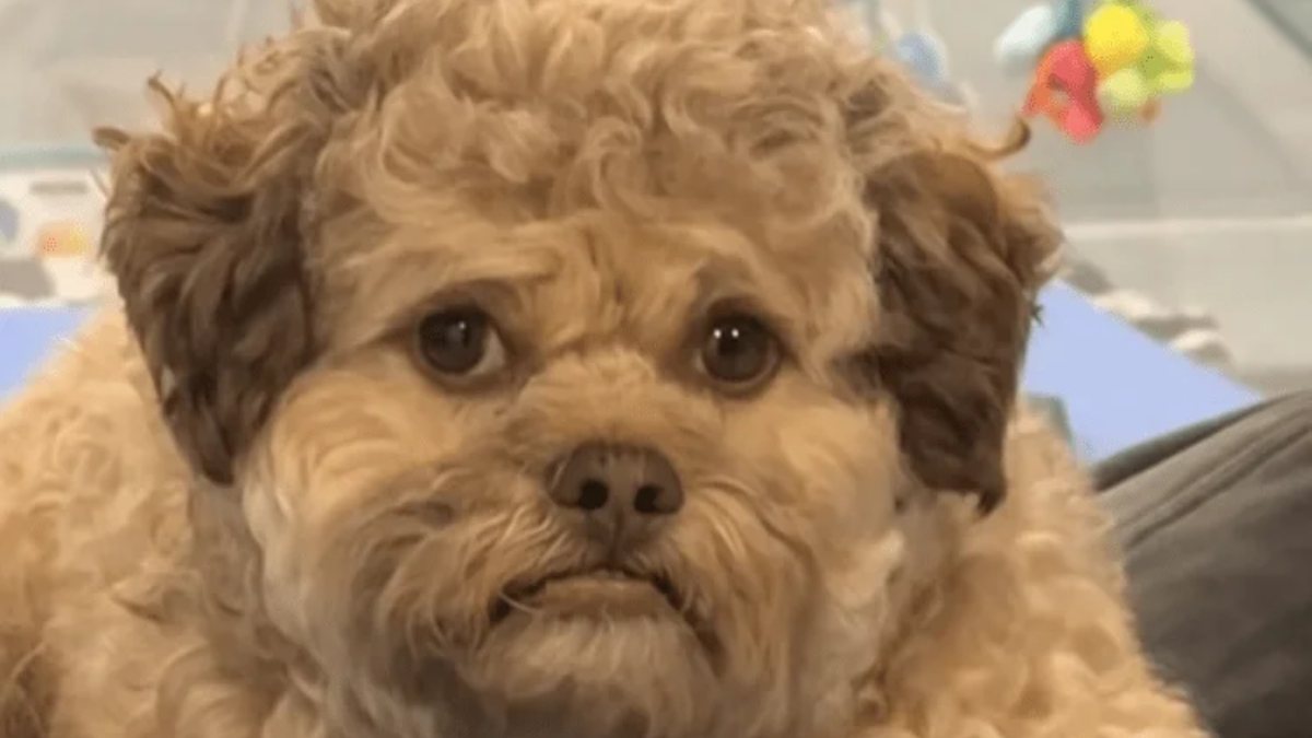 “È uguale a mio nipote!”. Il cane Max diventa virale: mai visto niente di simile “È uguale a mio nipote!”. Il cane Max diventa virale: mai visto niente di simile