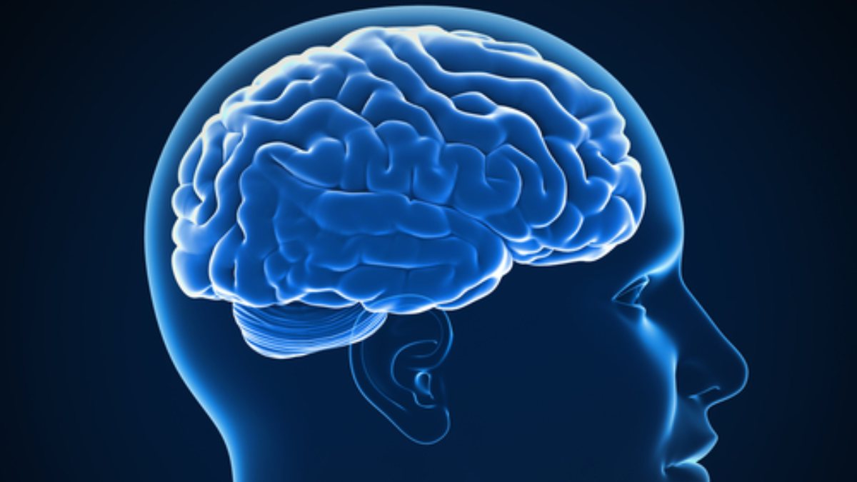 Cervello, scoperta italiana rivoluzionaria: ecco la proteina che accende memoria e apprendimento Cervello, scoperta italiana rivoluzionaria: ecco la proteina che accende memoria e apprendimento