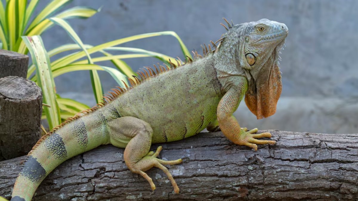 Iguana dà alla luce 8 piccoli senza accoppiarsi: cos’è la partenogenesi