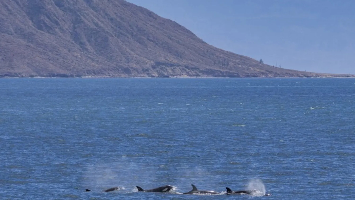 Portogallo, branco di orche affonda uno yacht turistico