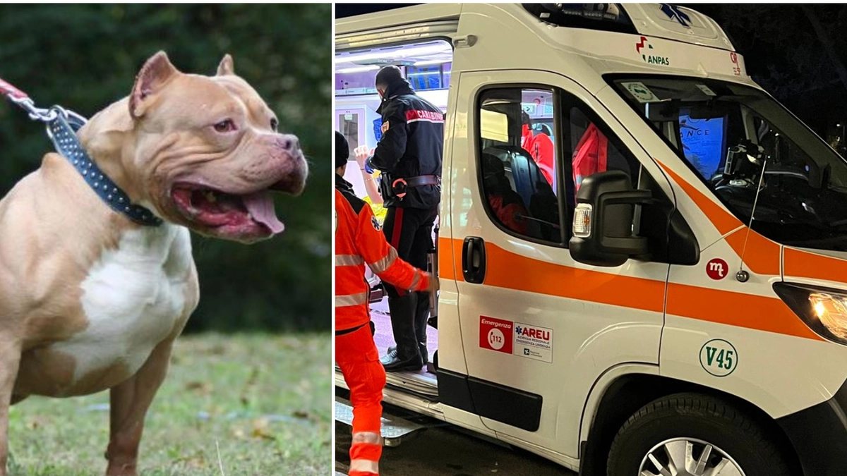 Terrore in Italia, bimbo di 9 anni sbranato da un pitbull: “Era al guinzaglio ma senza museruola”