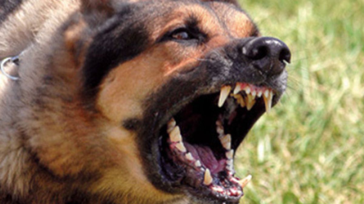 orrore in italia cane di famiglia morde al volto il bimbo di 3 anni