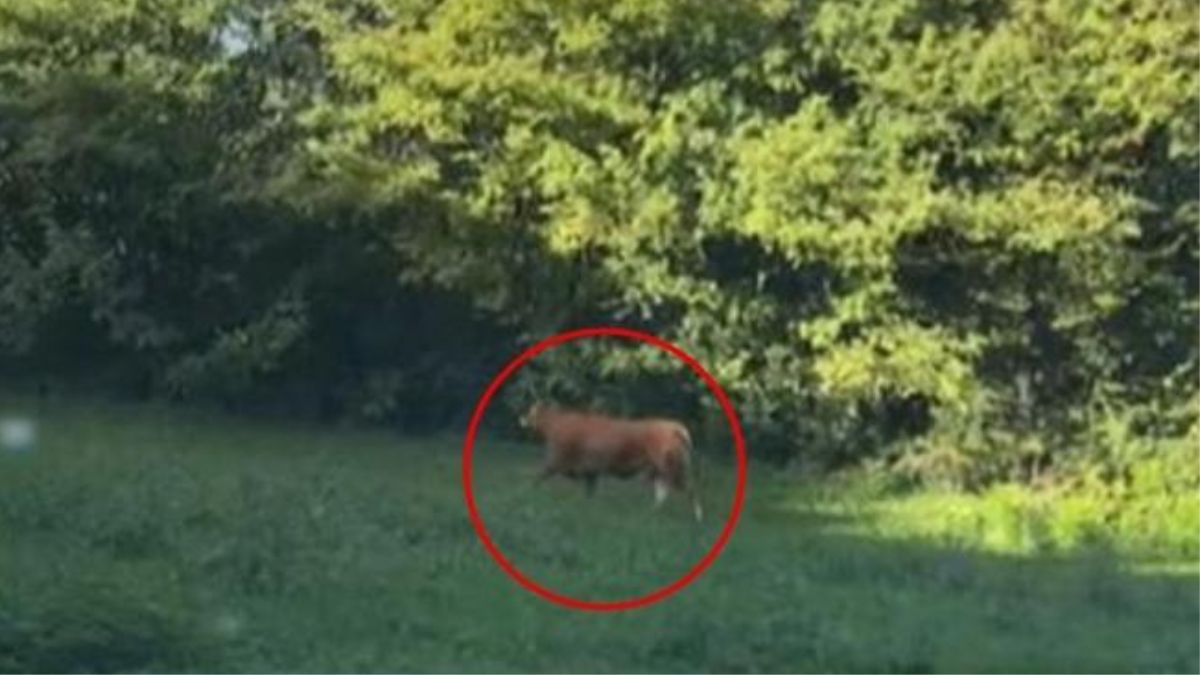 toro scappa macello Italia