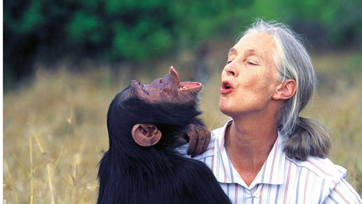 addio a jane goodall la signora degli scimpanz233 che ha rivoluzionato l8217etologia