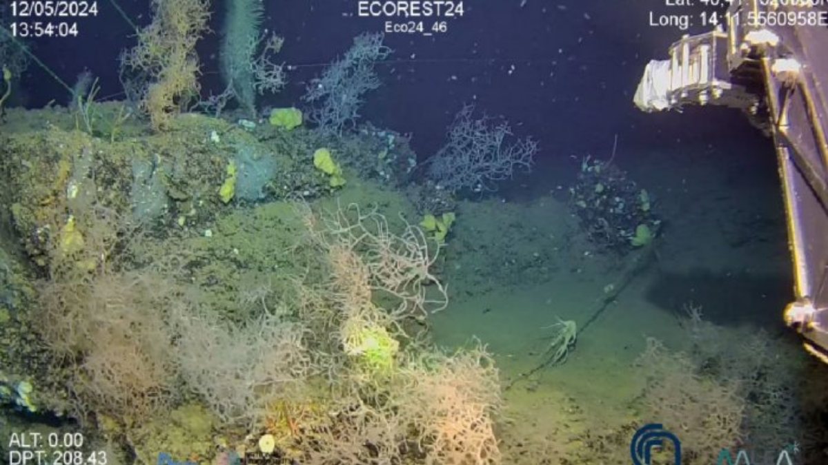 Scoperta incredibile nel Golfo di Napoli: a 500 metri di profondità si nasconde una scogliera di coralli antichissima