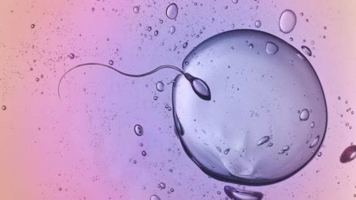 Fecondazione da record: l’intelligenza artificiale individua due spermatozoi “invisibili” e rende possibile una gravidanza Fecondazione da record: l’intelligenza artificiale individua due spermatozoi “invisibili” e rende possibile una gravidanza