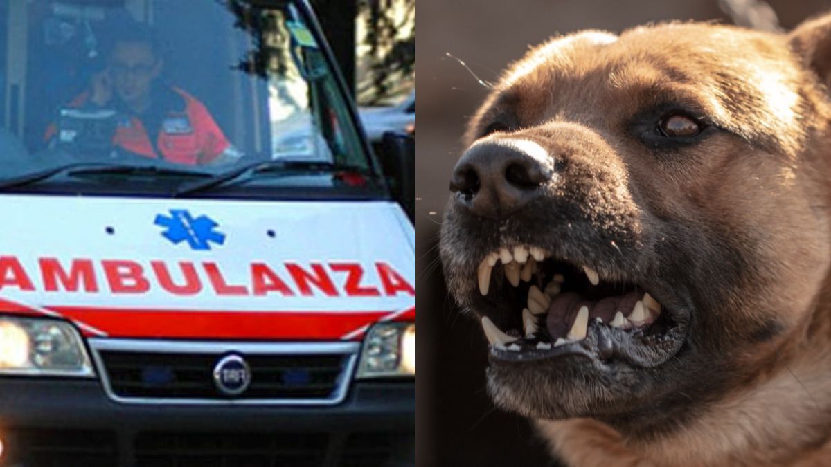 italia cane azzanna al volto una bambina di 10 anni scena terrificante