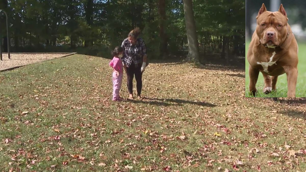 “Sbranata dal pitbull”. Passeggia con la figlia di 4 anni, poi l’aggressione: orrore in un istante