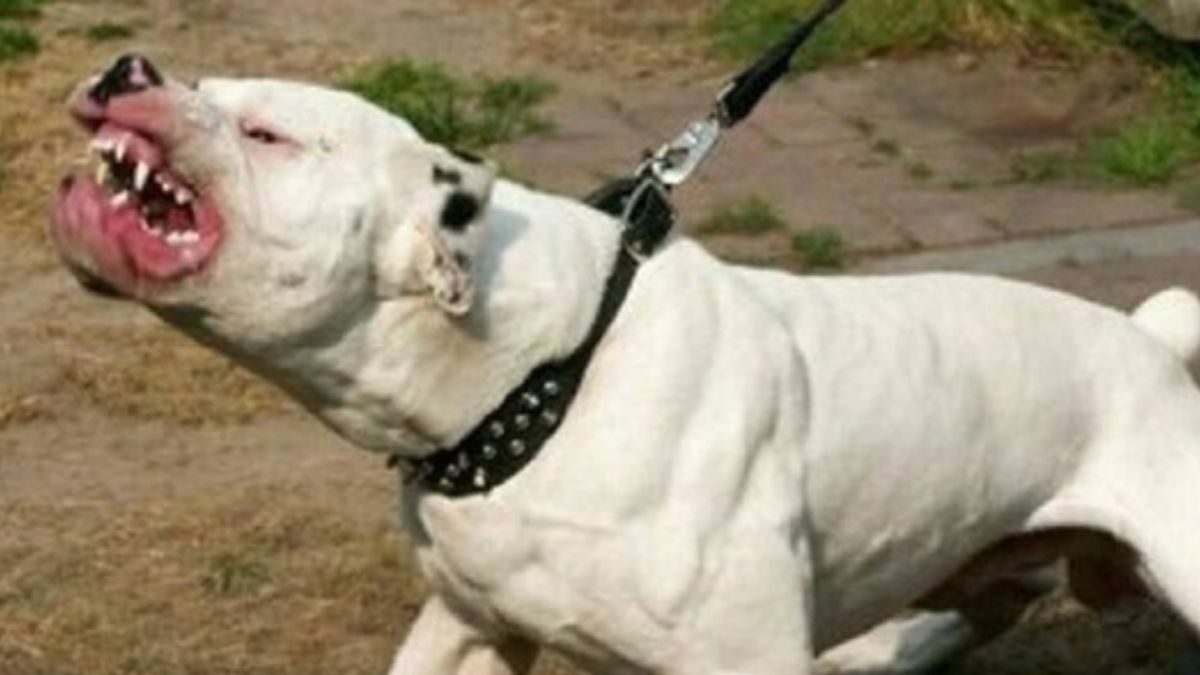 Accarezza il suo pitbull mentre dorme. La reazione è violentissima: conseguenze gravi Accarezza il suo pitbull mentre dorme. La reazione è violentissima: conseguenze gravi