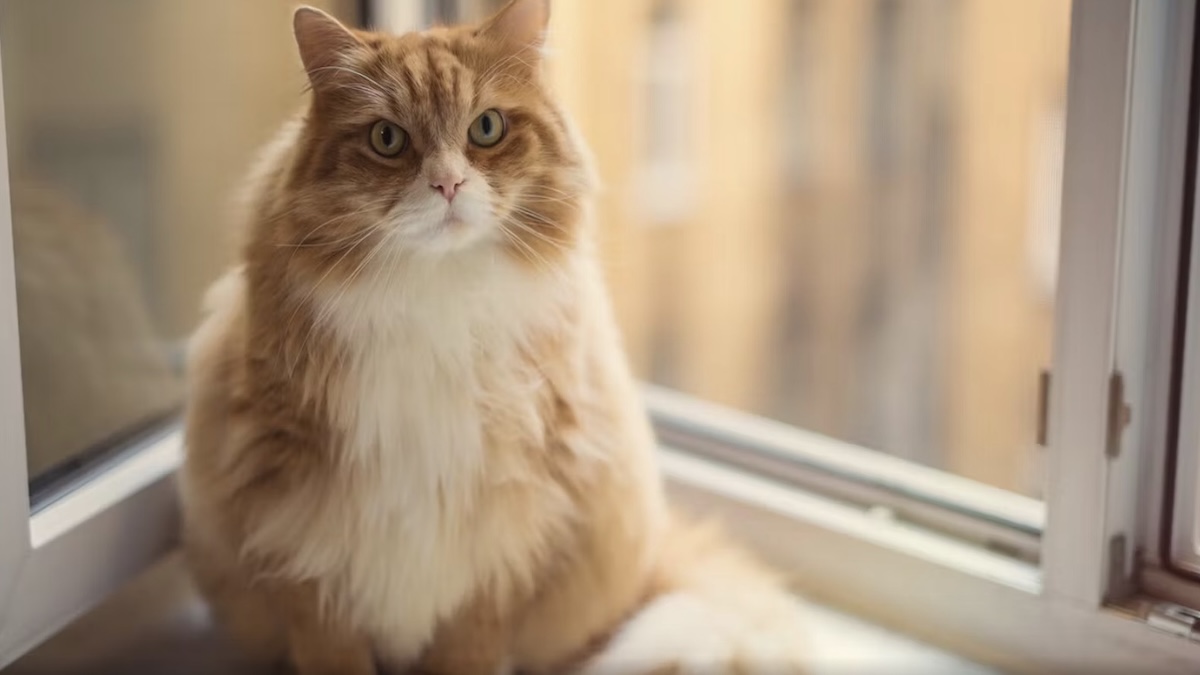 Shock, il gatto Remì finisce agli arresti domiciliari: mai successo prima. Cosa ha combinato!