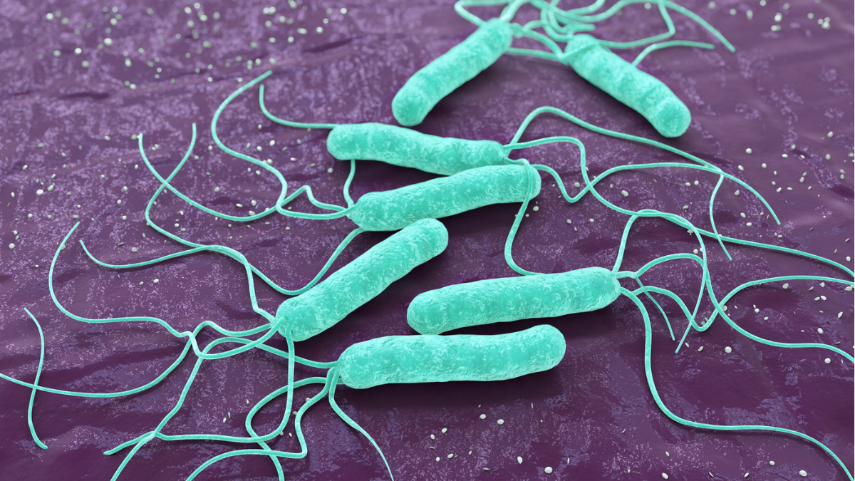 Helicobacter pylori, la minaccia al corpo umano che uccide migliaia di persone in Italia ogni anno Helicobacter pylori, la minaccia al corpo umano che uccide migliaia di persone in Italia ogni anno