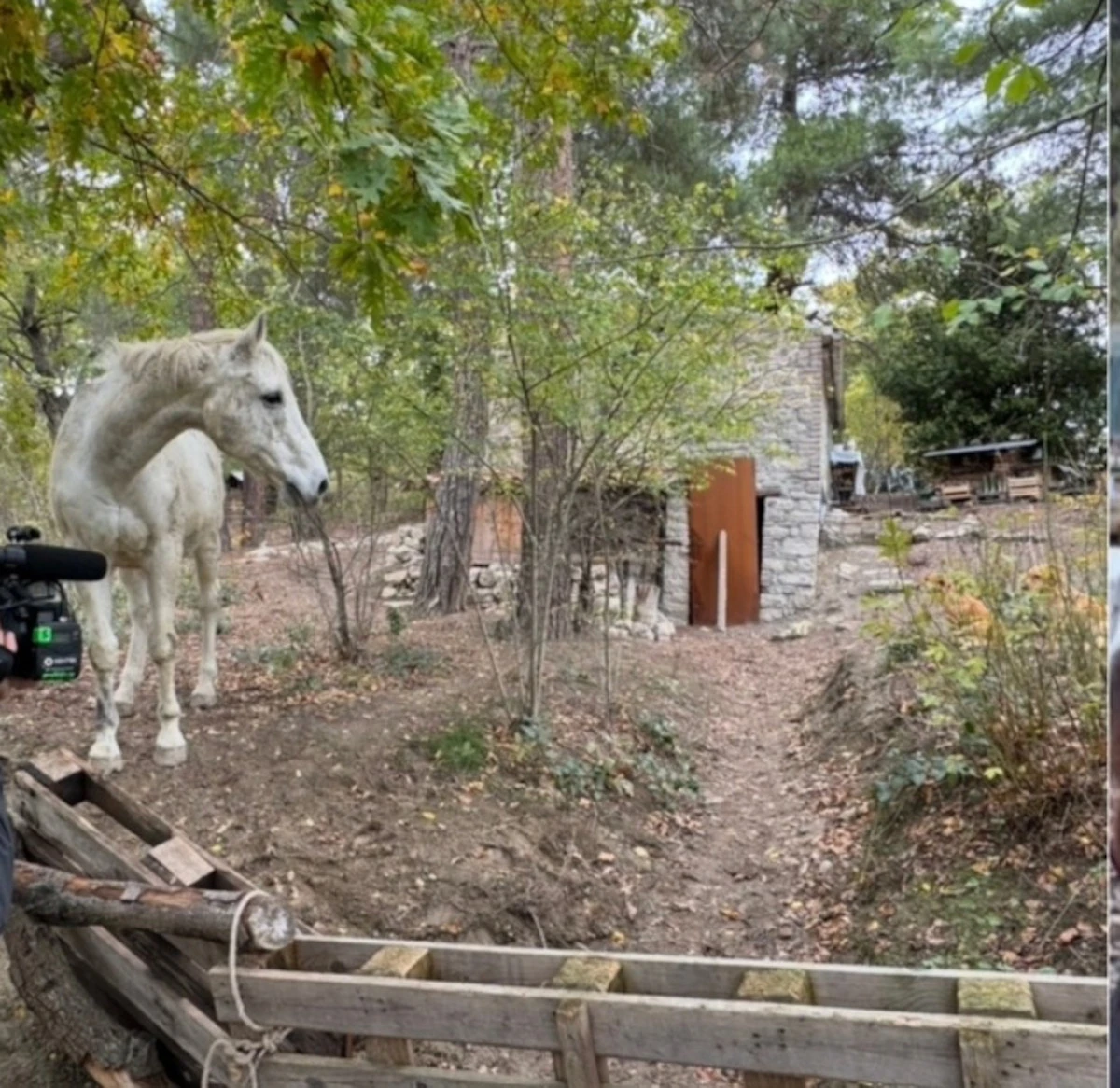 Il bosco che circondava la casa della famiglia