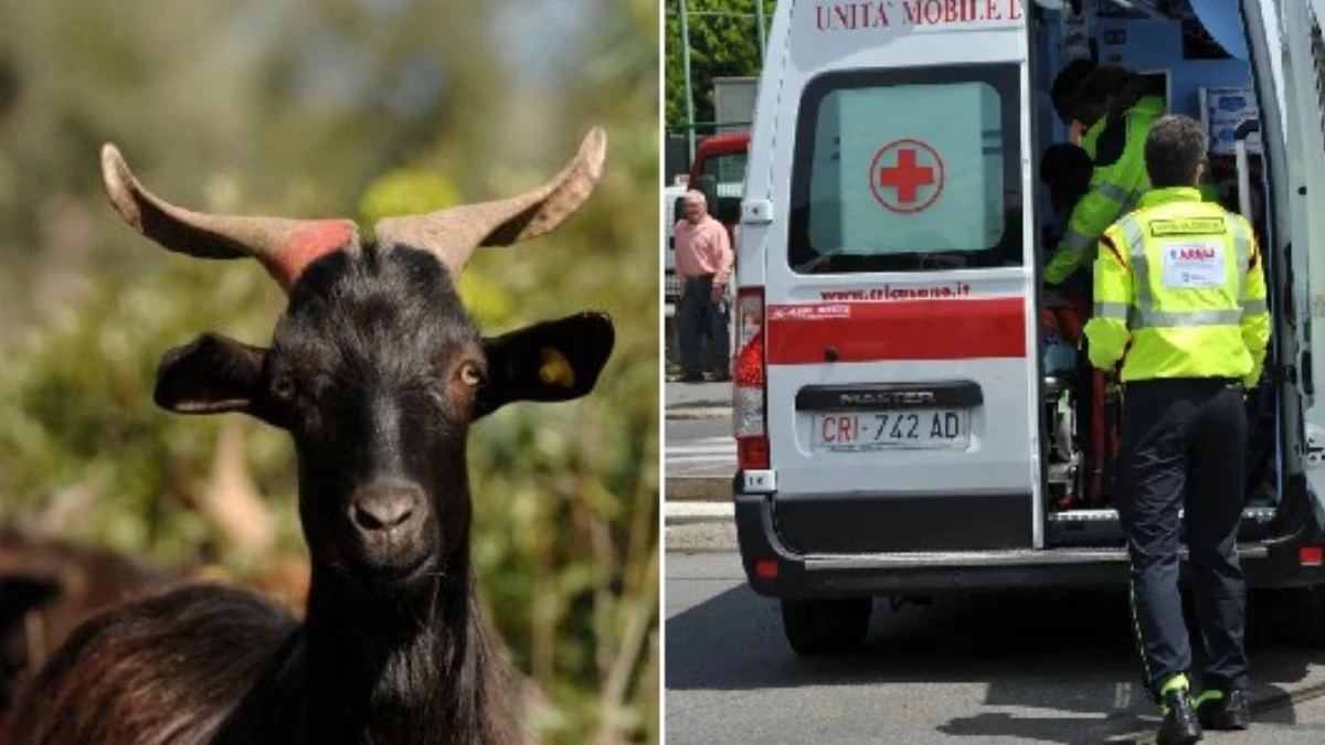 capra aggredisce 36enne perfora occhio cervello