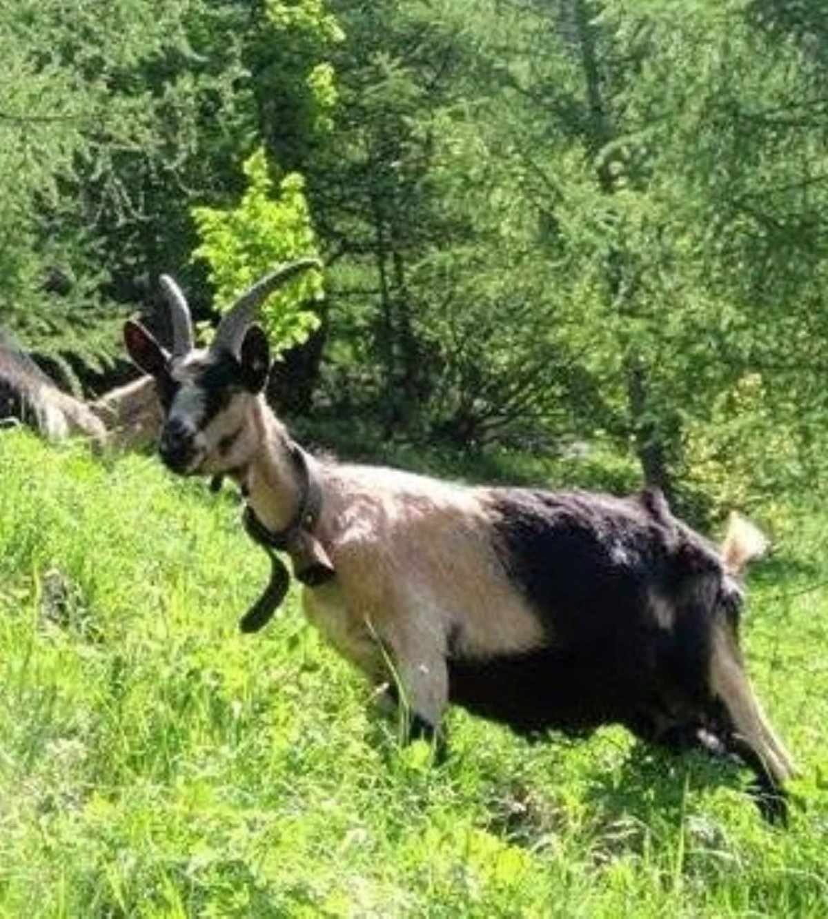 Capra aggredisce uomo a Messina, perforazione oculare e danno cerebrale