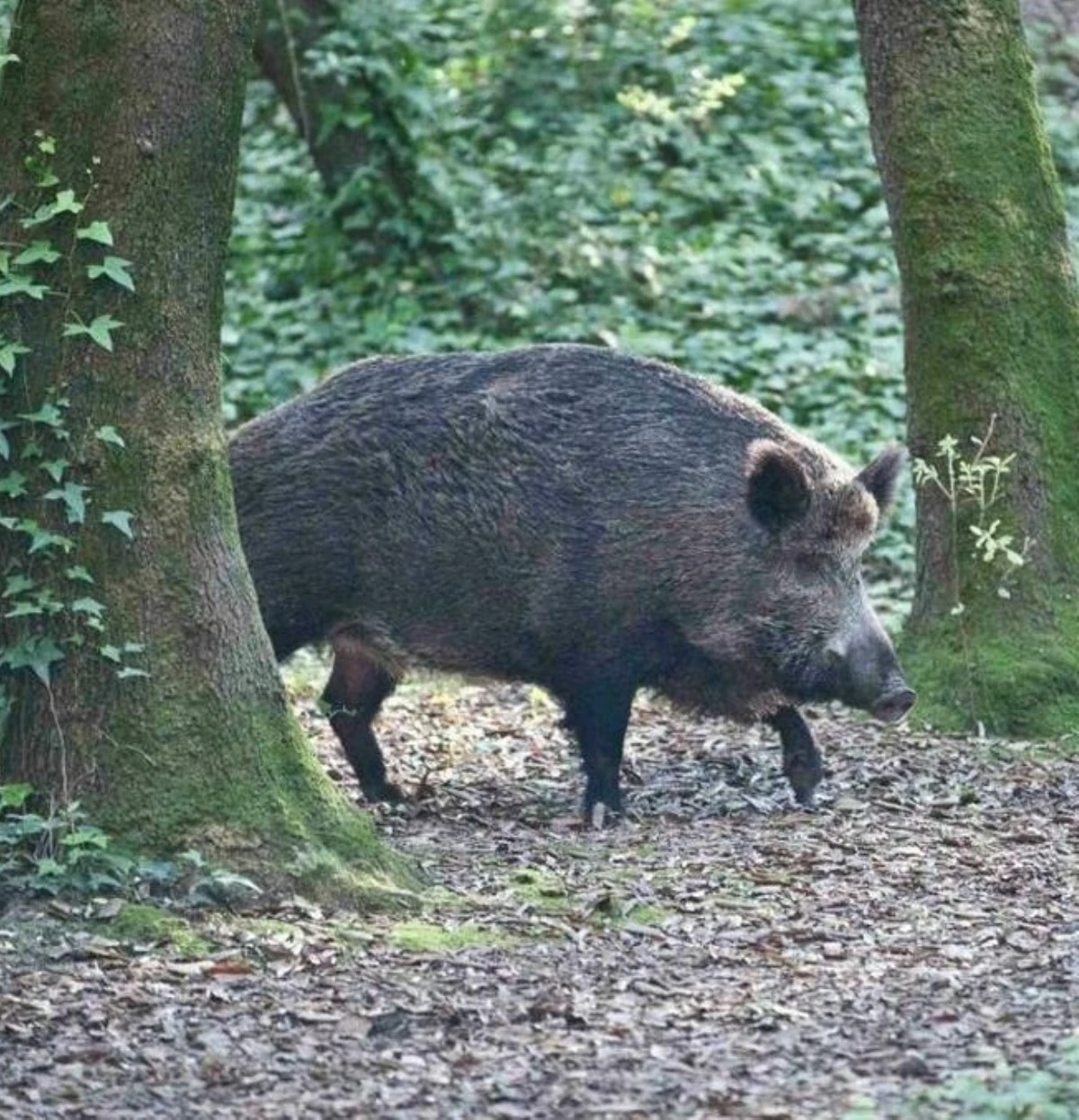Luogo dell'incidente di caccia in Toscana, bosco di Quarrata