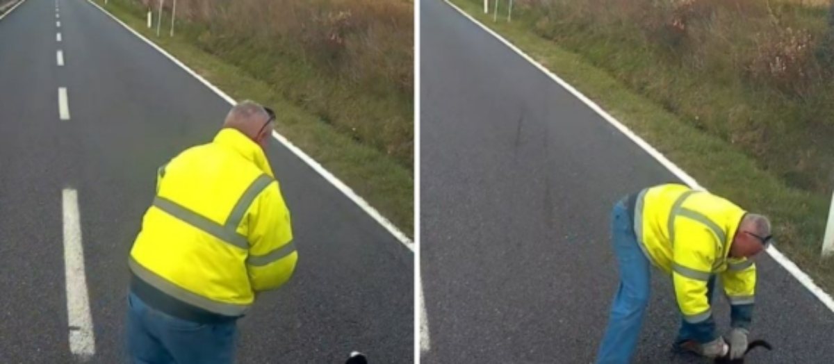 “Rischiava di morire”. Si ferma in mezzo alla strada per salvarlo: il video emoziona tutti